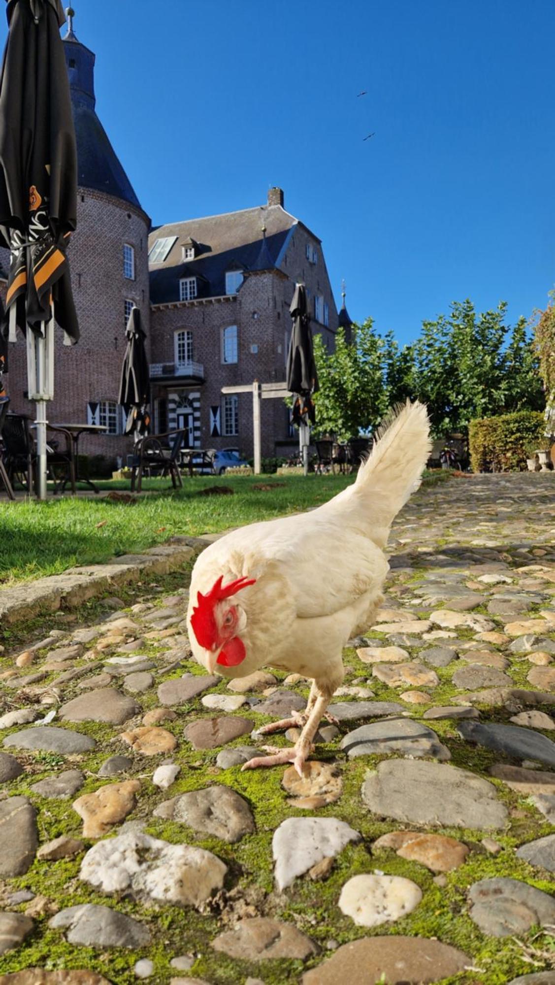Bed and Breakfast Kasteel Aldenghoor Haelen Zewnętrze zdjęcie